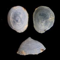 Lepetella ionica 